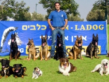 כיצד לבחור פנסיון כלבים מומלץ?
