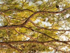 איך לבצע גיזום וכריתת עצים בגינה בצורה נכונה?