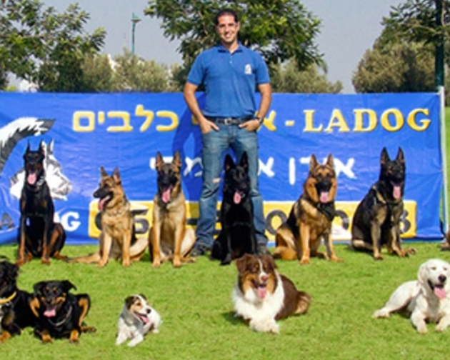 כיצד לבחור פנסיון כלבים מומלץ?